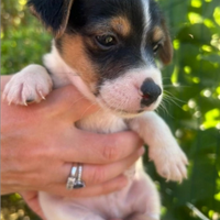 Cuccioli di Jack Russel