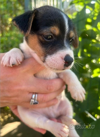 Cuccioli di Jack Russel