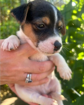 Cuccioli di Jack Russel