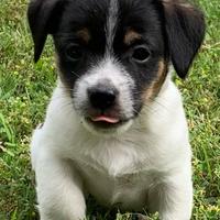 Cuccioli Jack Russell