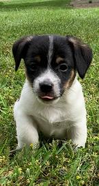 Cuccioli Jack Russell