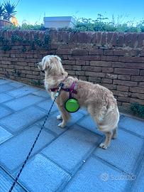 Golden retriever con pedigree per accoppiamento