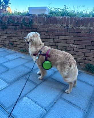 Golden retriever con pedigree per accoppiamento