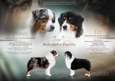 Cucciolo Pastore Australiano