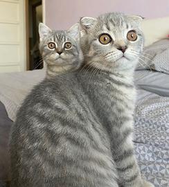 Gatti Scottish Fold e Straight disponibili