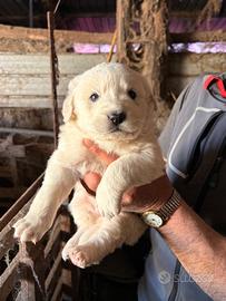 Cuccioli pastore abruzzese