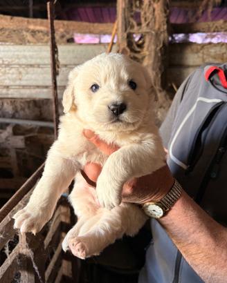 Cuccioli pastore abruzzese