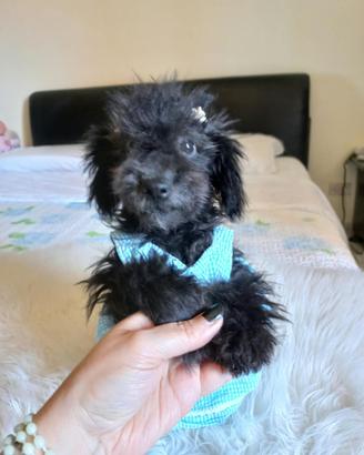 Cuccioli di barboncino