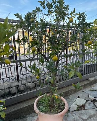 Pianta di arancio