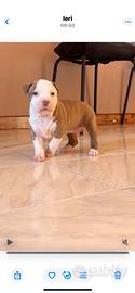 Cuccioli pitbull