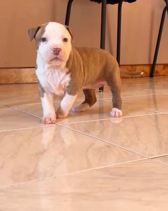 Cuccioli pitbull