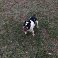 Bulldog Francese