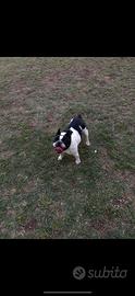 Bulldog Francese
