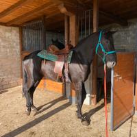 Cavalla maremmana morella