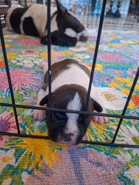 Bulldog francese
