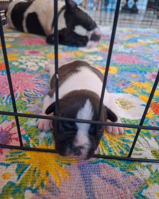 Bulldog francese