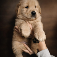 Golden Retriever Americano Cuccioli