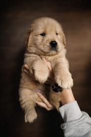 Golden Retriever Americano Cuccioli