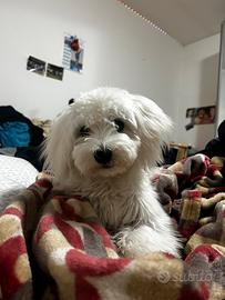 Dono maltesino