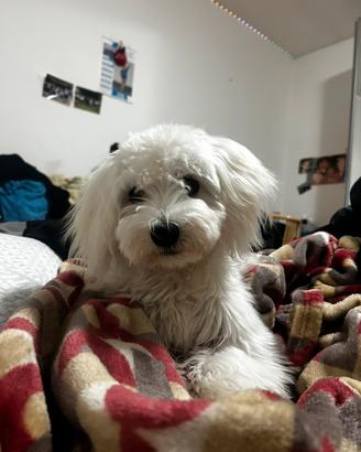 Dono maltesino