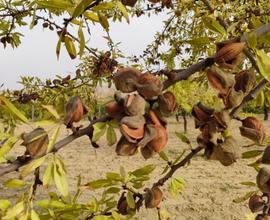 Mandorleto, Uliveto e qualche albero da frutto