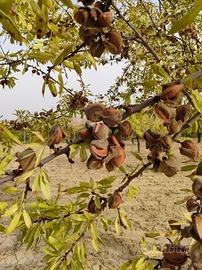 Mandorleto, Uliveto e qualche albero da frutto