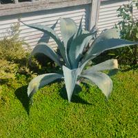 Agave Americana 