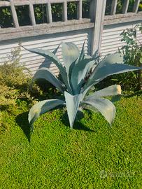 Agave Americana 