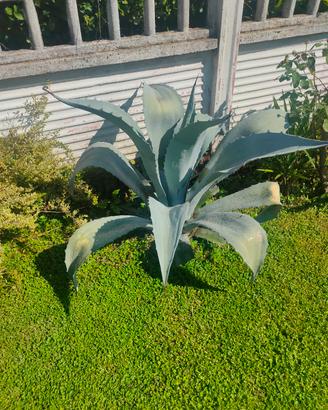 Agave Americana 