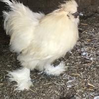 Gallo moroseta