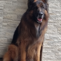 Pastore Tedesco per monte