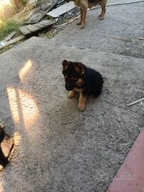 Cuccioli pastore tedesco