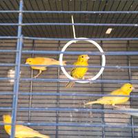 Canarine novelle isabella giallo pastello