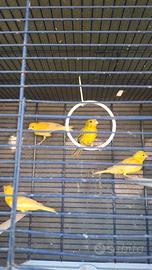 Canarine novelle isabella giallo pastello