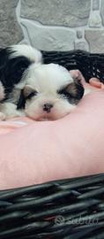 Shiba Tzu