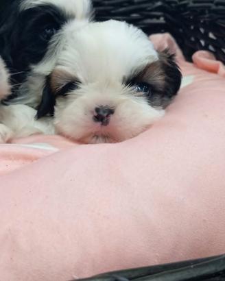 Shiba Tzu