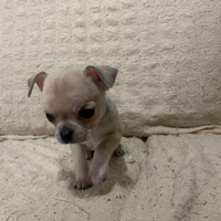 Chihuahua toy