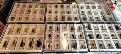 Insetti veri in resina