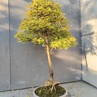 Acero Buergerianum