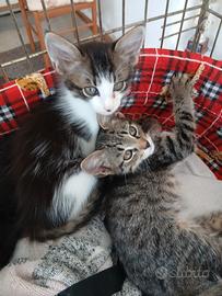 Due fratellini di due mesi da adottare