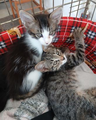 Due fratellini di due mesi da adottare