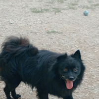 Volpino italiano spriz no petigri a 300 euro