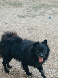 Volpino italiano spriz no petigri a 300 euro