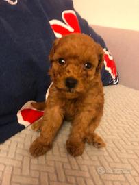 Cucciolo Barboncino toy