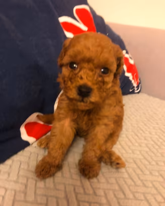 Cucciolo Barboncino toy