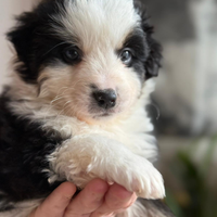 Miniature american shepherd/mini Aussie