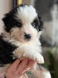 Miniature american shepherd/mini Aussie