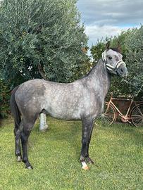 Cavallo da salto