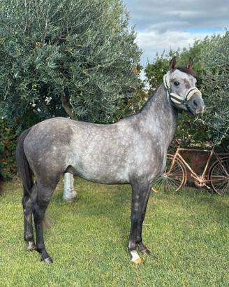 Cavallo da salto