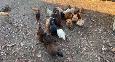Galline